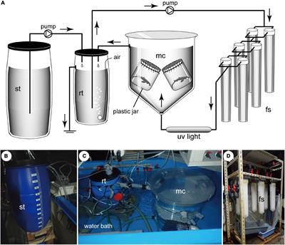 Five-Month Incubation of Viviparous Deep-Water Shark Embryos in Artificial Uterine Fluid